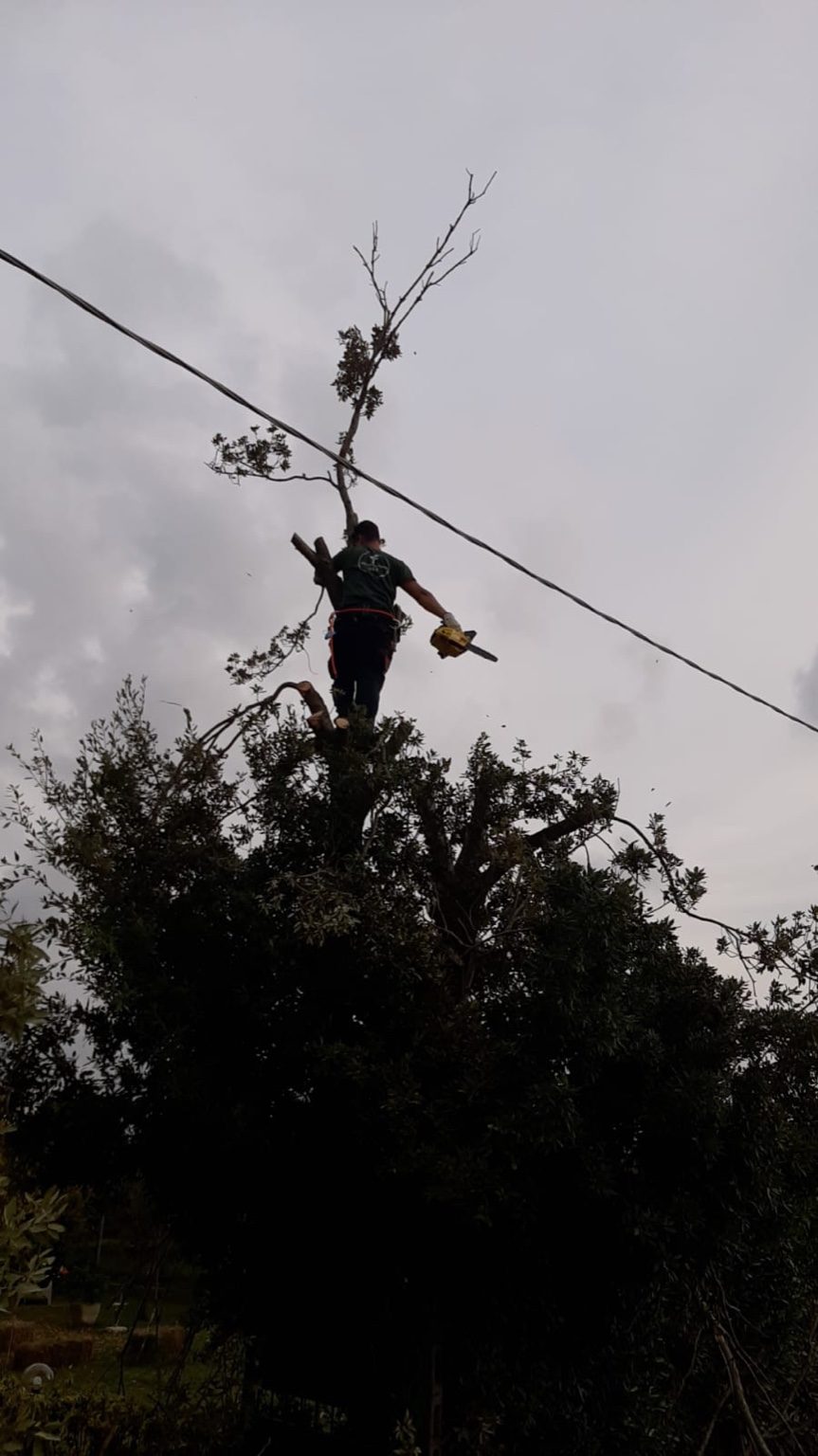 Lavori di giardinaggio a Livorno